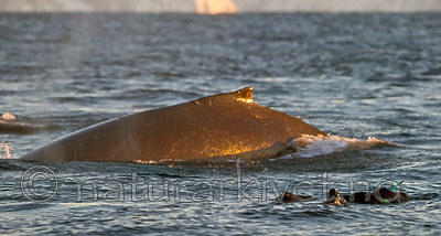 BB 13 0019 / Megaptera novaeangliae / Knølhval